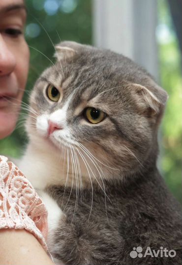 Шотландская, в добрые руки