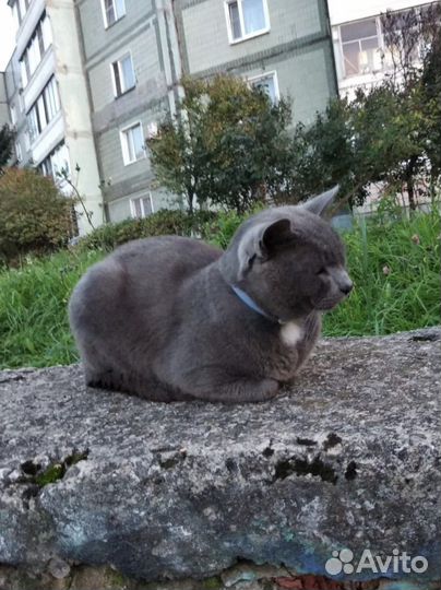 Британец ищет дом