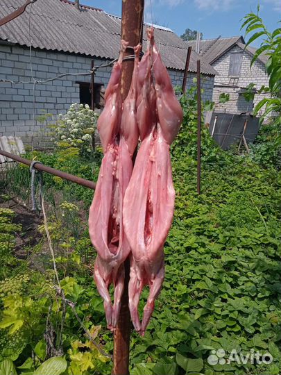 Мясо кролика