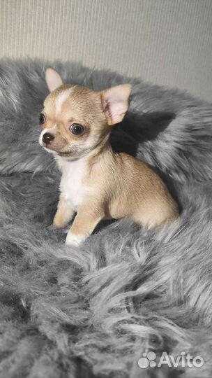Щенки чихуахуа