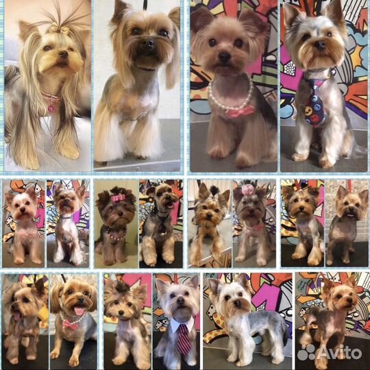 Стрижка собак с выездом и у себя