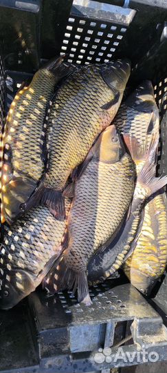 Продается карп