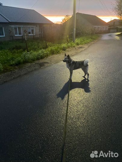 Отдам бесплатно в добрые руки