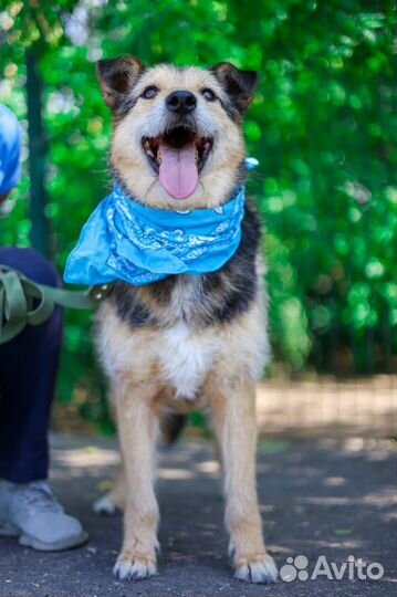 Собака в добрые руки отдам бесплатно