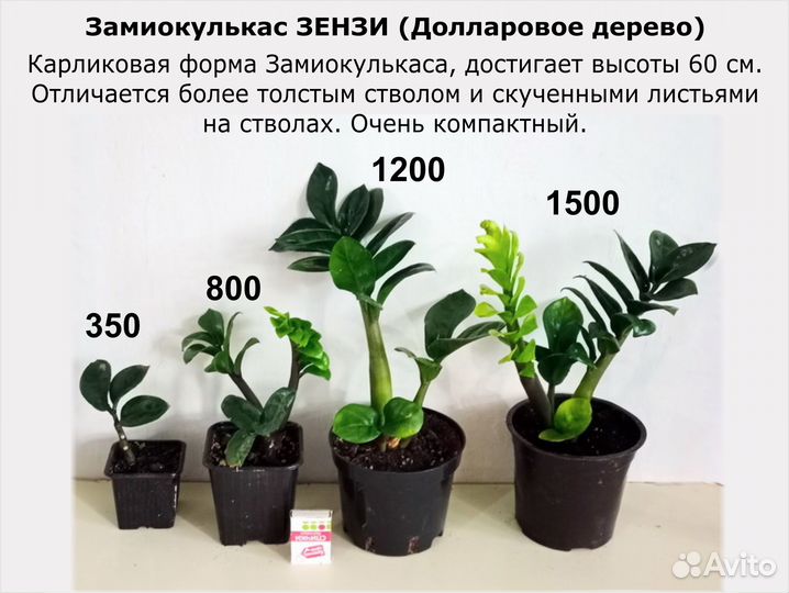 Замиокулькас Сасевиерия Филоденрон Арека и др. Цен