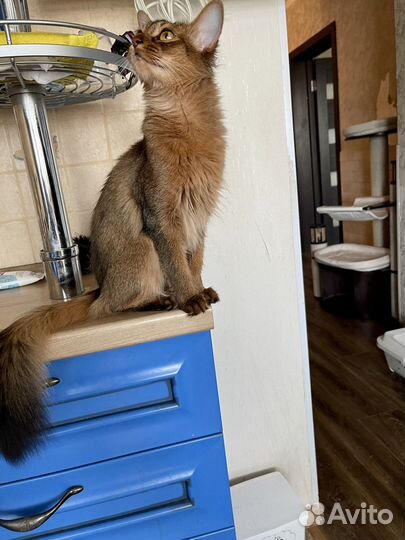 Сомалийская кошка