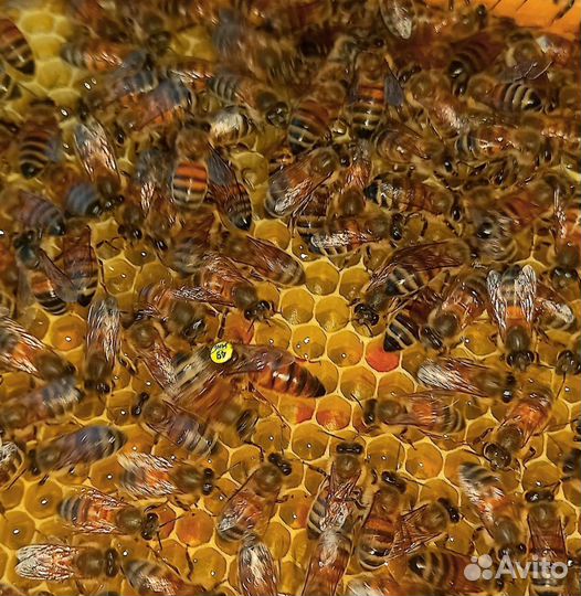 Bakfast f1, Пчеломатки Тамбов, отправляю