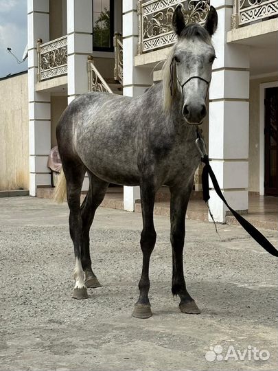Продается кобыла