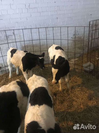 Телята бычки