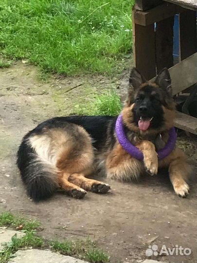 Выгул собак