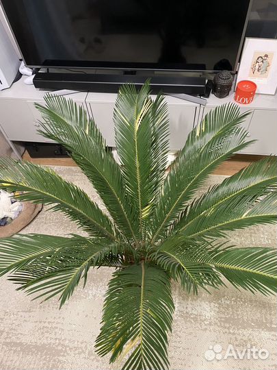 Пальма цикас революта