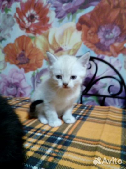 Британские котята