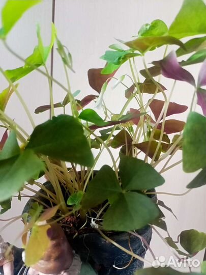 Кислица в керамическом кашпо