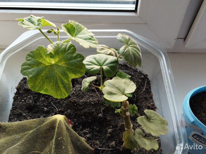 Герань, декабрист, комнатная мята