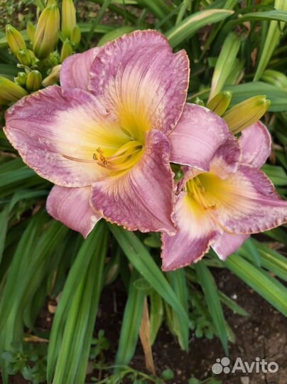 Лилейники, георгина