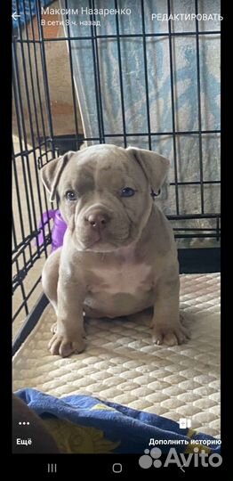 Американский булли