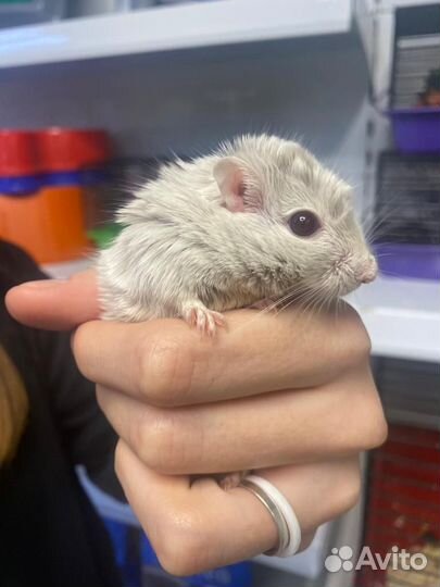 Монгольские песчанки