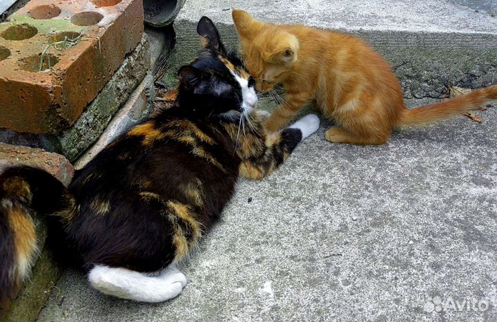 Отдам рыжих котят в добрые руки