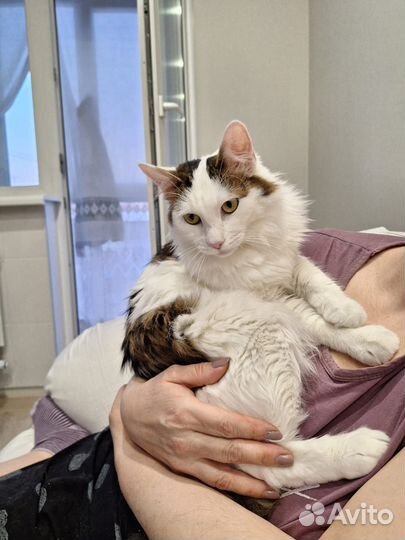 Добрый, нежный котик ищет добрую маму