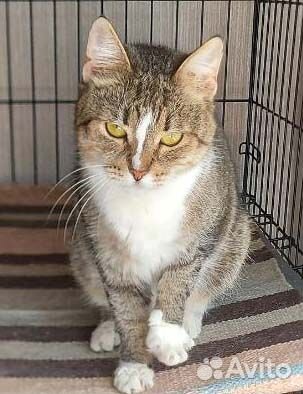 Скромная и непримечательная кошечка из приюта