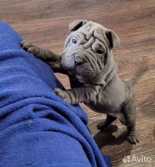 Шарпей девочка