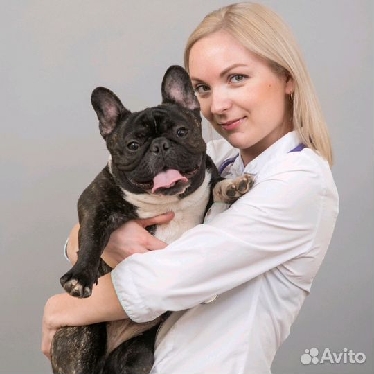 Передержка домашних животных (кошек, собак и др.)