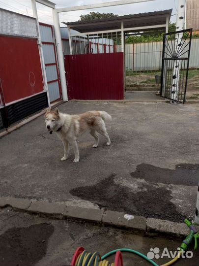 Сибирский хаски