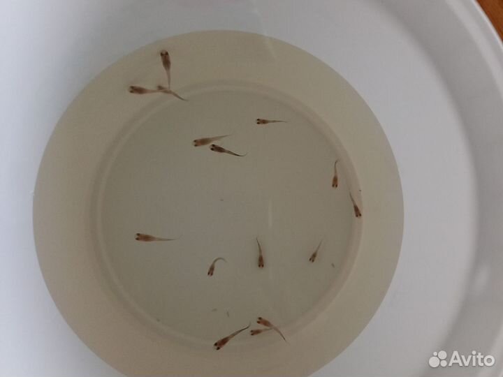 Гуппи детки