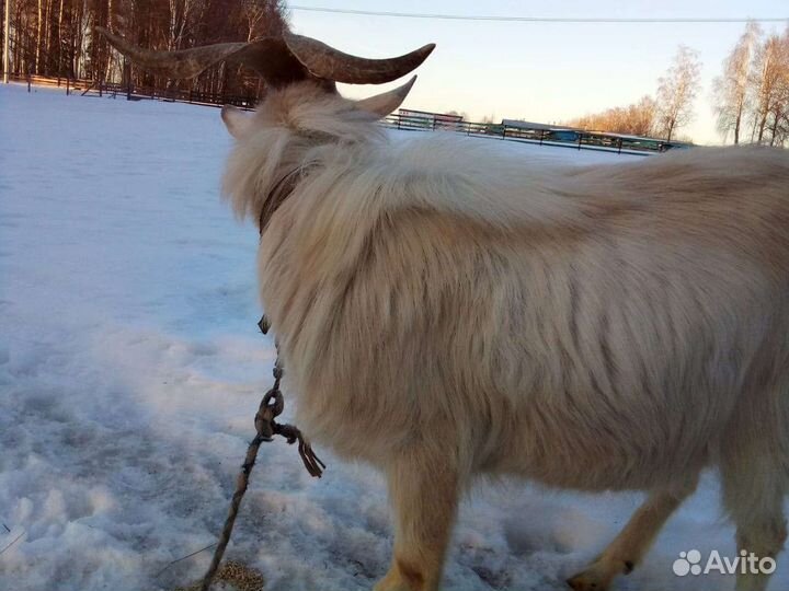 Козел для вязки