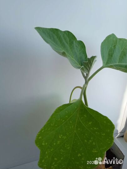 Рассада баклажан