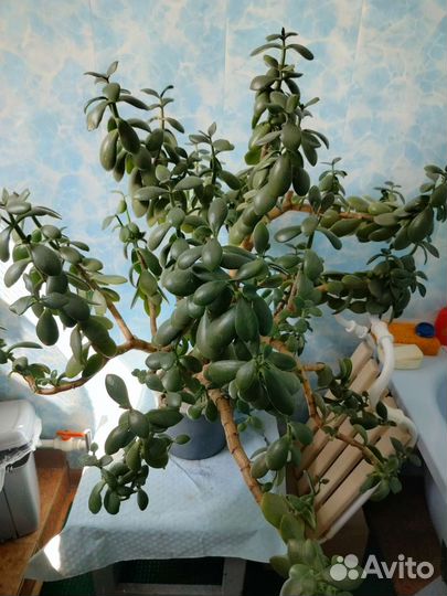 Толстянка. Денежное дерево