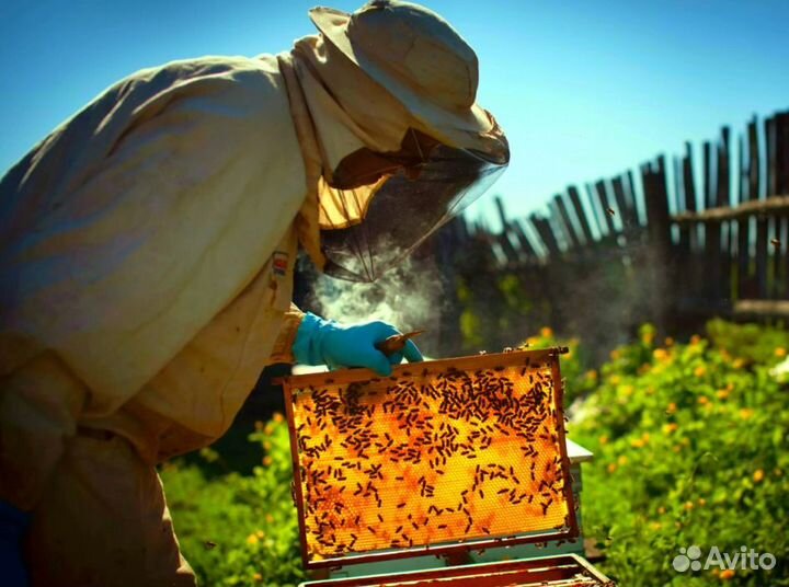 Мед натуральный алтайский опт