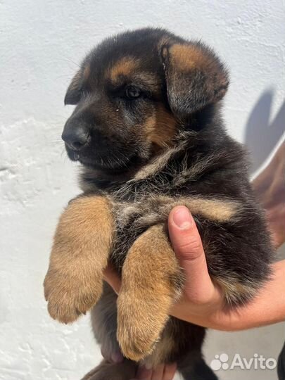 Щенки немецкой овчарки