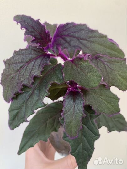 Пилея,гинура,коллизия,аихризон