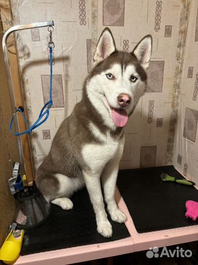 Груминг собак и кошек