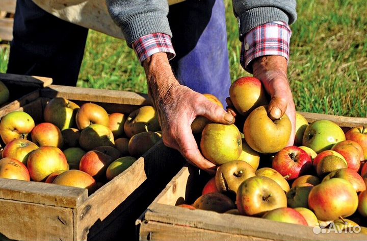 Сборщик яблок вахта