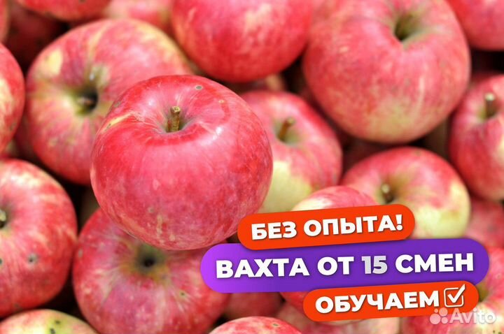 Сборщик яблок вахта в Волгоградской области