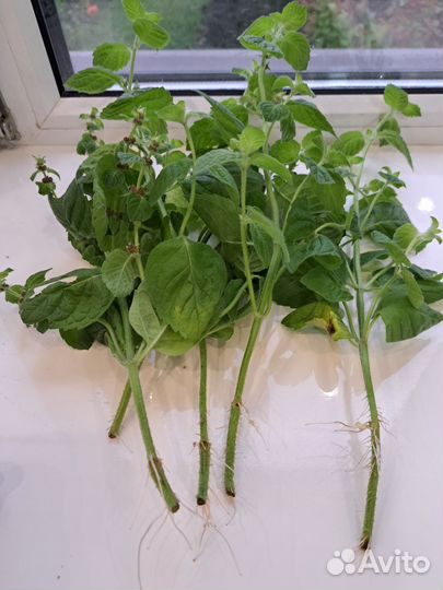 Мята черенки