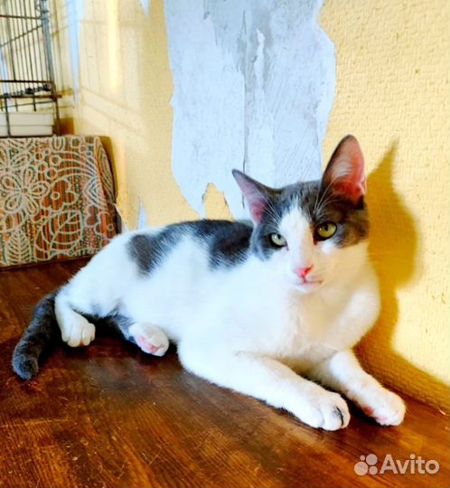 Котик из приюта ищет дом