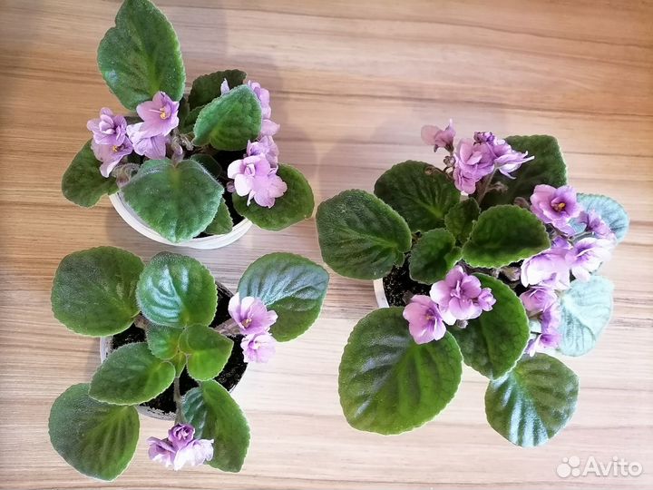 Цветущее растение - сенполия (фиалочка)