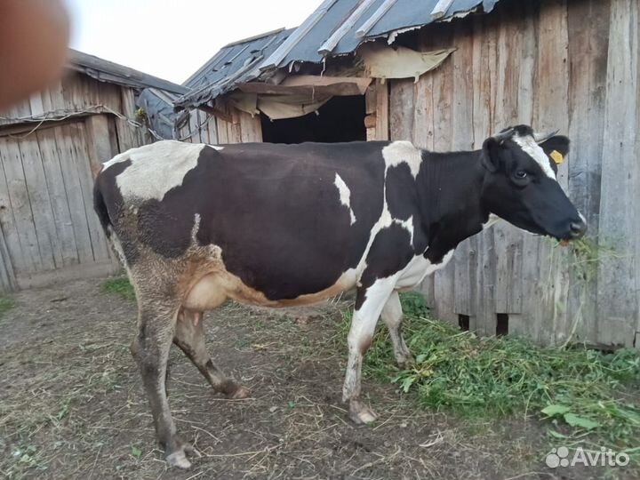 Корова стельная дойная