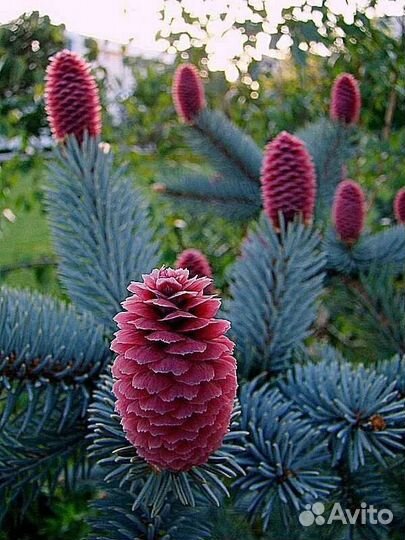 Семена Редких растений Дискус Ель Эгельмани Сербск