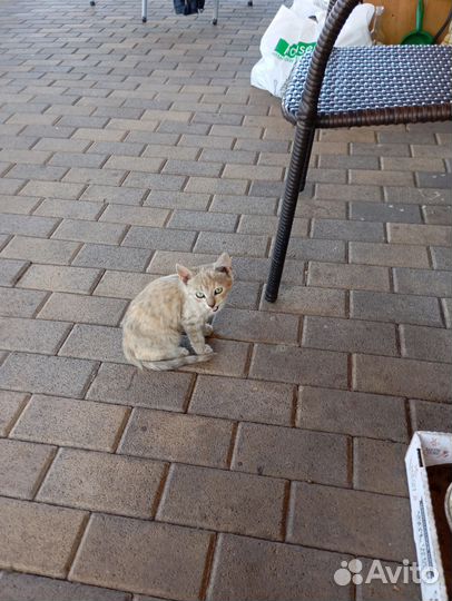 Котята в добрые руки бесплатно