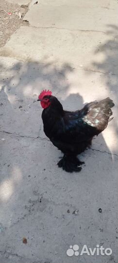 Петух