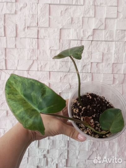 Филодендрон Биллитау мраморный, Бурле Макс