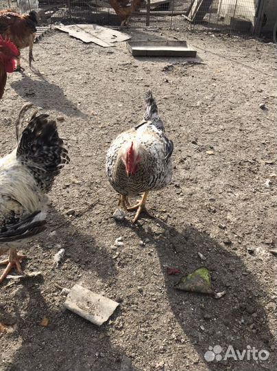 Петушки домашние