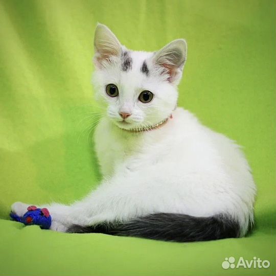 Котёнок девочка в добрые руки