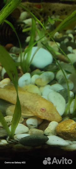Гуппи,анциструс