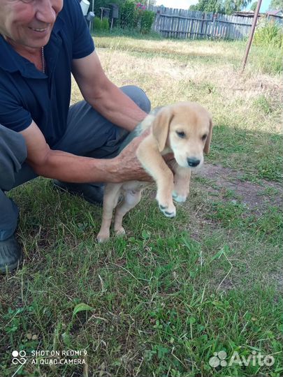 Щенки русская гончая с Родословной