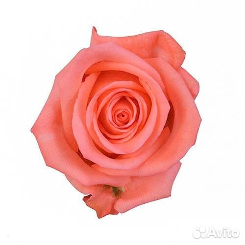 Роза Movie star 80 см